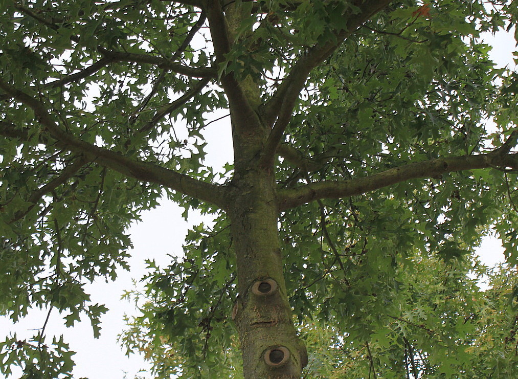 Изображение особи Quercus palustris.