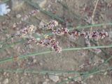 genus Polygonum. Побеги с цветками. Израиль, г. Беэр-Шева, сорняк возле пешеходной дорожки. 18.10.2012.