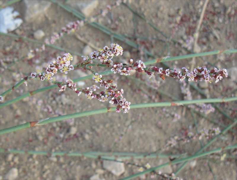 Изображение особи род Polygonum.