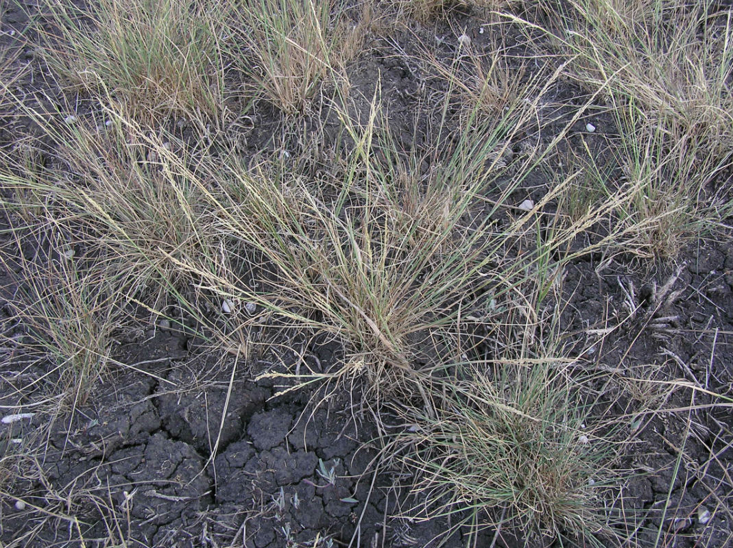 Image of Puccinellia tenuissima specimen.