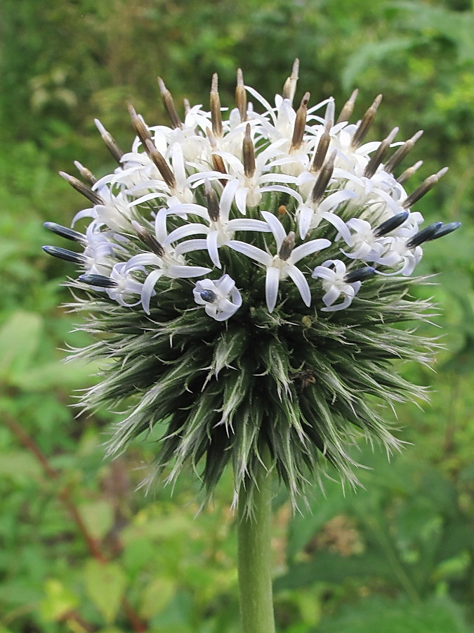 Image of genus Echinops specimen.