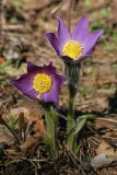 Pulsatilla patens