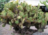 Opuntia phaeacantha. Отцветшее и плодоносящее растение. Монако, Монте-Карло, сад напротив Оперы Монте-Карло. 19.06.2012.