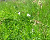 Vicia hirsuta. Верхняя часть побега с соцветиями. Соцветие. Польша, Лодзинское воеводство, г. Велюнь, пустырь у автозаправки. 29.06.2012.