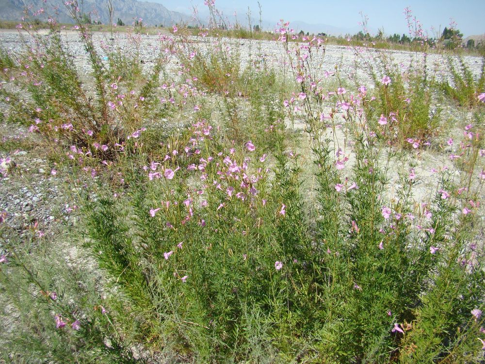 Image of Incarvillea olgae specimen.