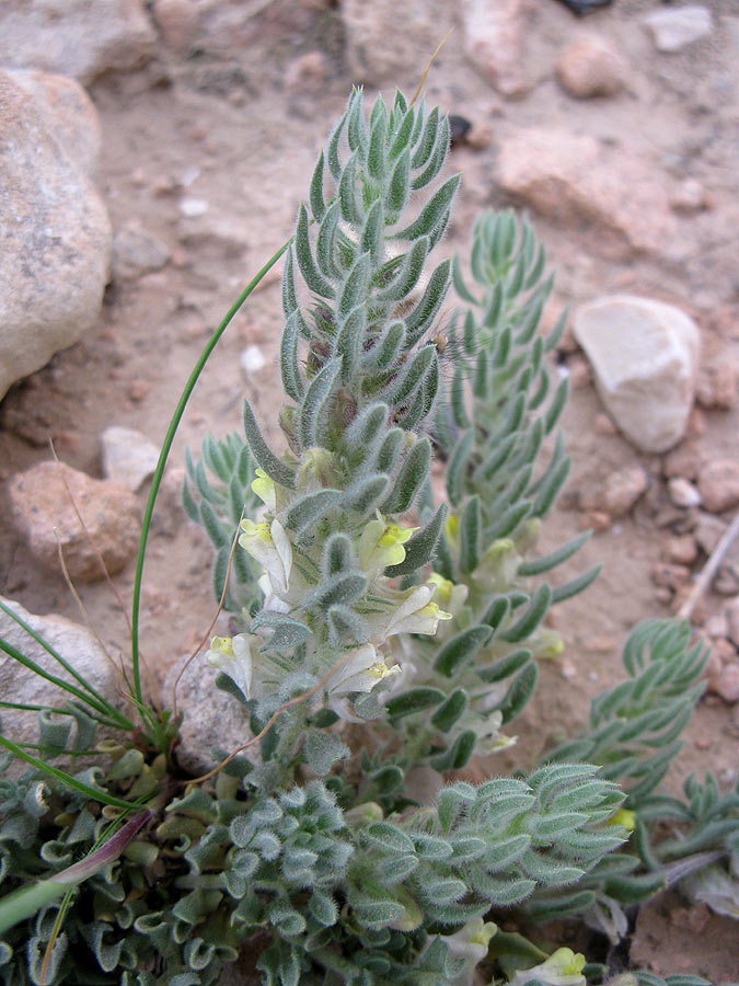 Image of Kickxia floribunda specimen.