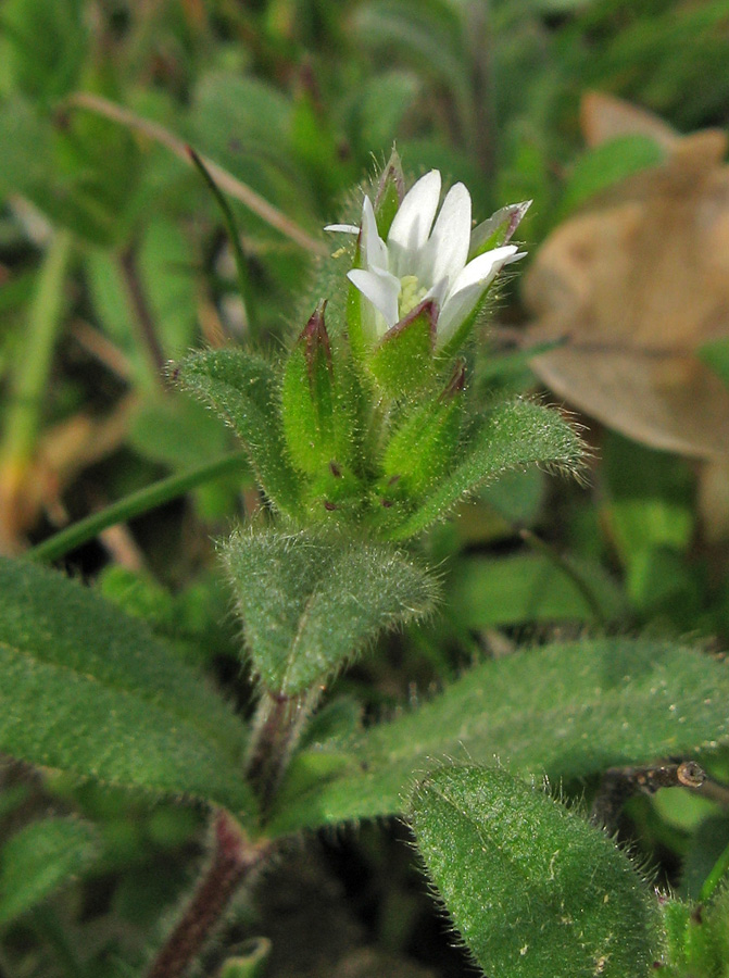 Image of Cerastium holosteoides specimen.