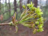 Смотреть изображение Acer platanoides