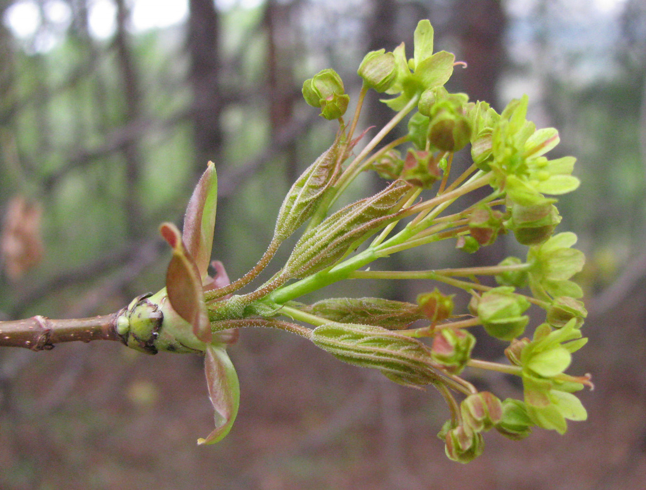 Изображение особи Acer platanoides.