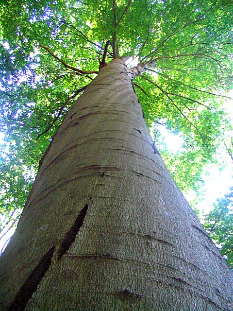 Image of Fagus sylvatica specimen.