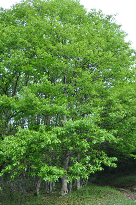 Image of Quercus castaneifolia specimen.