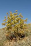 Ferula teterrima. Плодоносящее растение в серополынной пустыне. Казахстан, Восточно-Казахстанская обл., Аягозский р-н, 34 км ССЗ пос. Актогай; Северное Прибалхашье, мелкосопочный массив Кугунь. 31.05.2013.