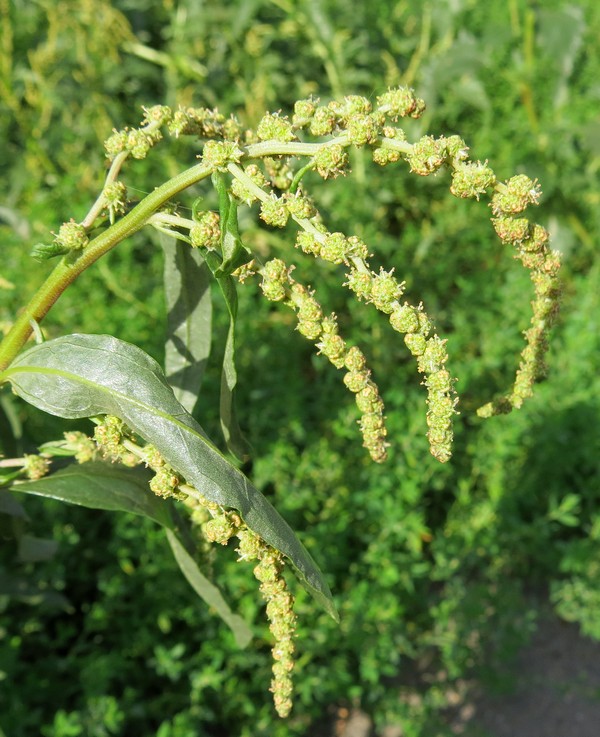 Image of Atriplex tatarica specimen.