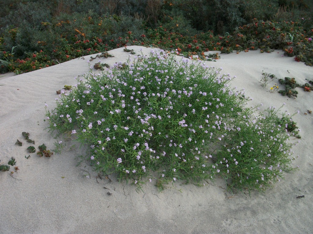 Image of Cakile baltica specimen.