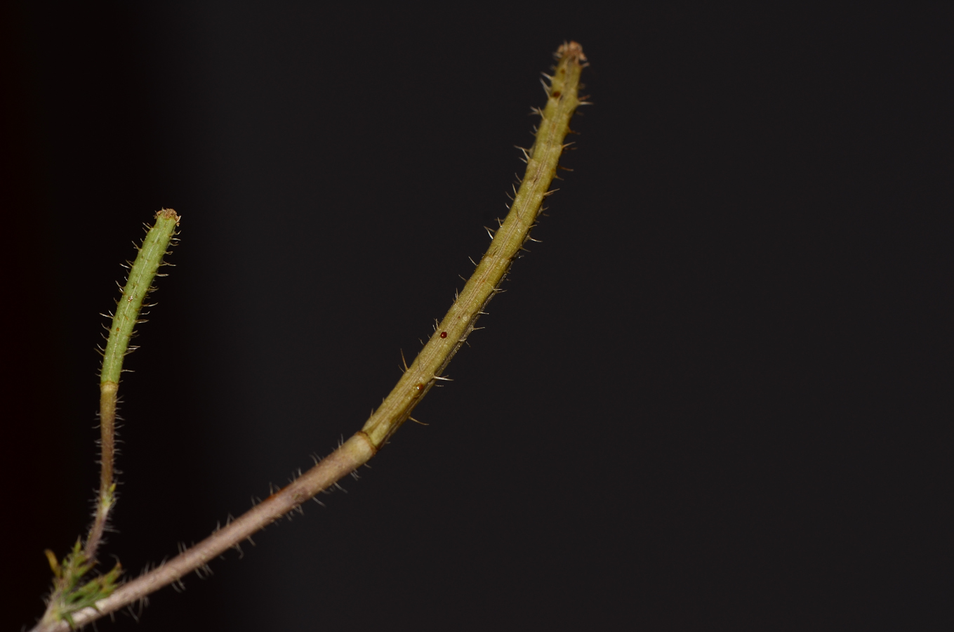 Image of Roemeria hybrida specimen.