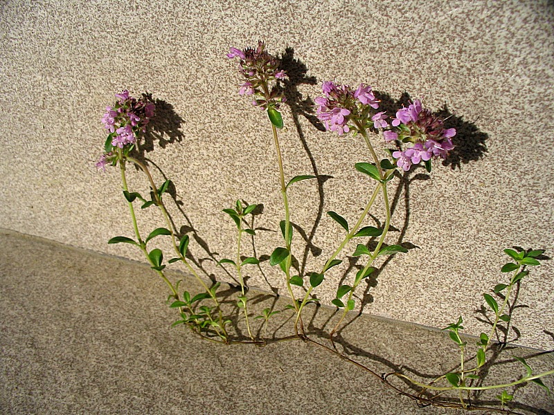 Image of Thymus ovatus specimen.