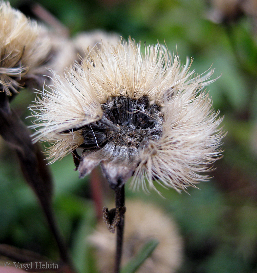 Image of Aster bessarabicus specimen.