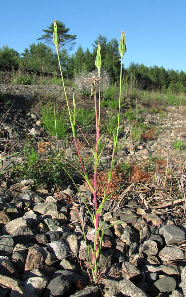 Изображение особи Tragopogon pratensis.