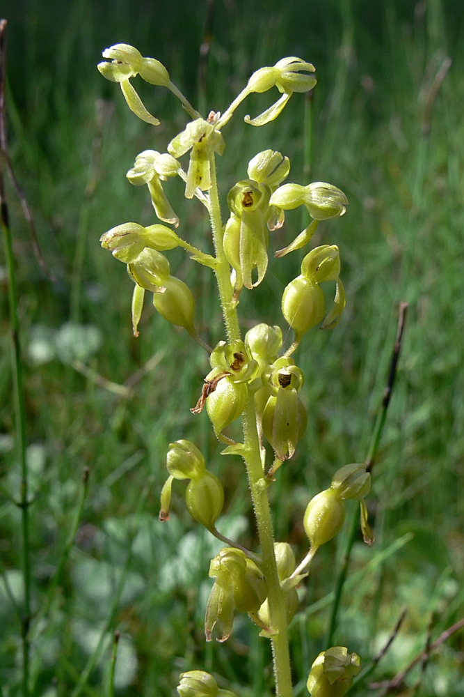 Изображение особи Listera ovata.