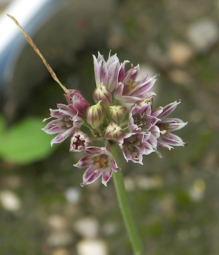 Image of Allium tauricola specimen.