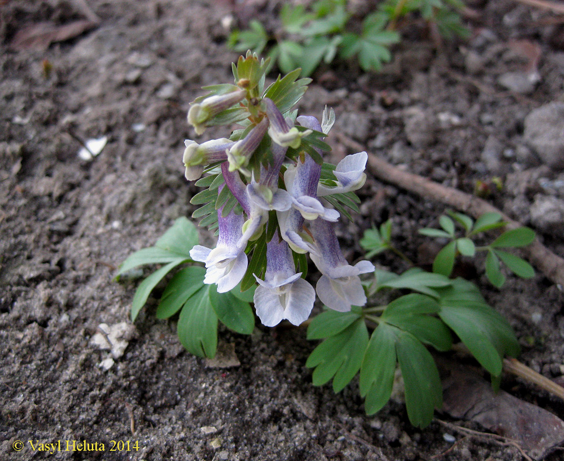 Изображение особи Corydalis solida.