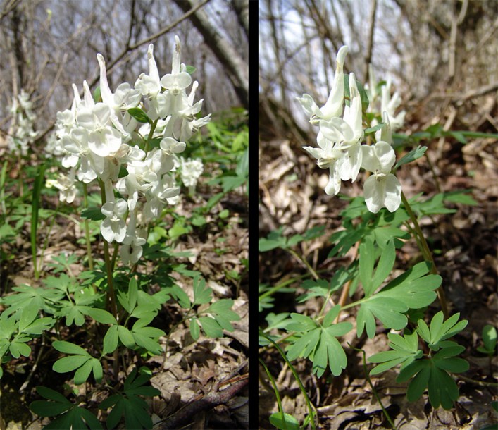 Изображение особи Corydalis malkensis.