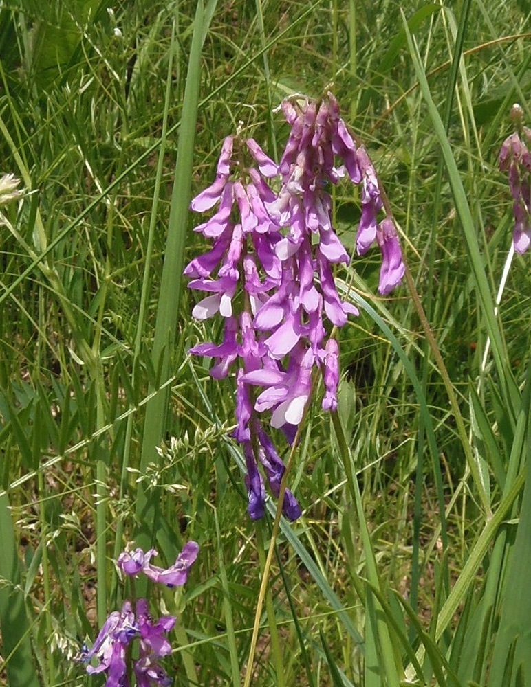 Image of Vicia tenuifolia specimen.