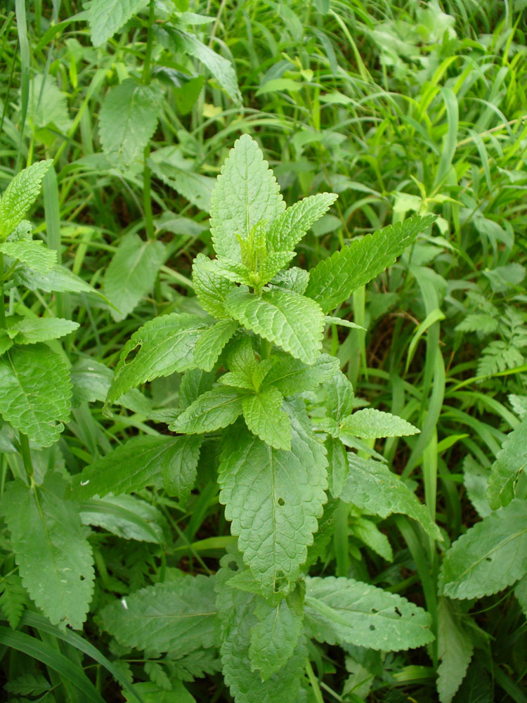 Image of genus Mentha specimen.