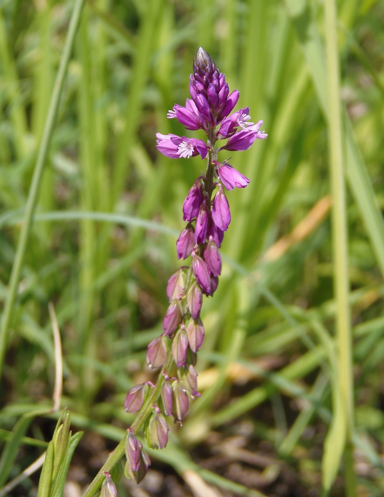 Image of Polygala comosa specimen.