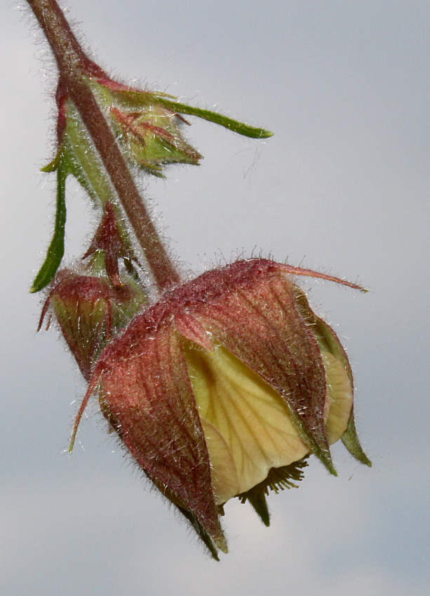 Image of Geum rivale specimen.