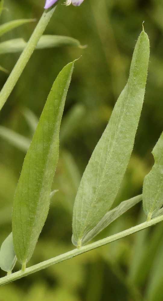 Изображение особи Galega officinalis.