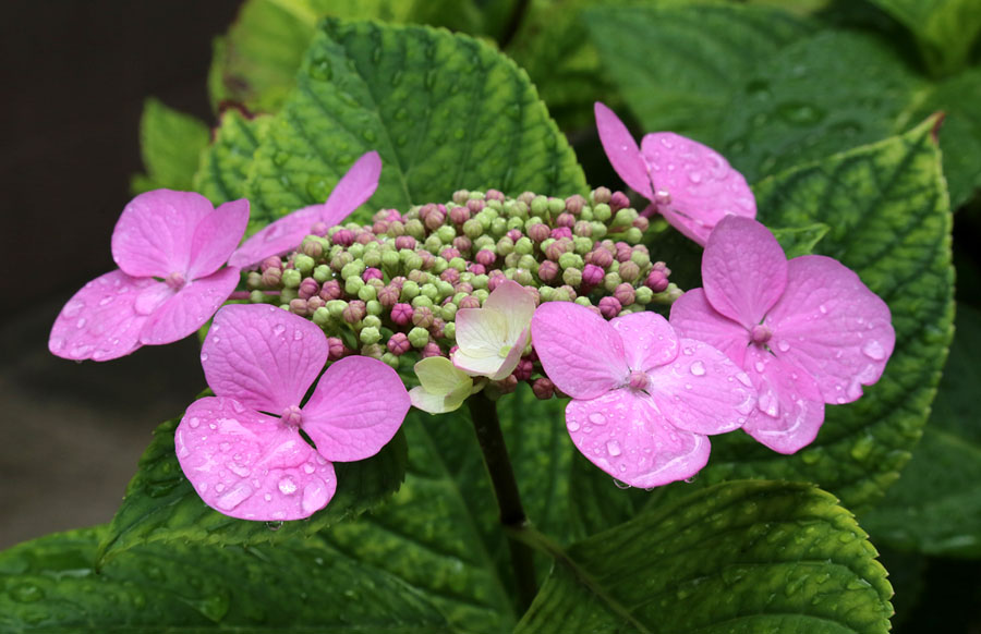 Image of Hydrangea macrophylla specimen.