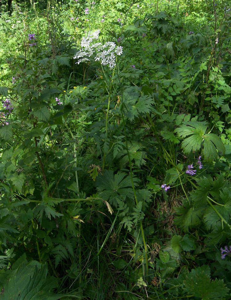 Image of Heracleum chorodanum specimen.