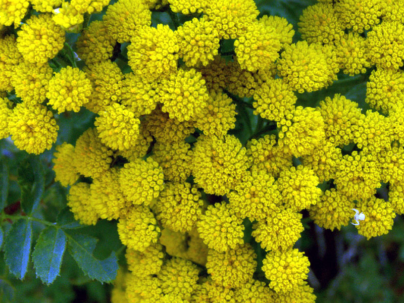 Image of Tanacetum pseudachillea specimen.