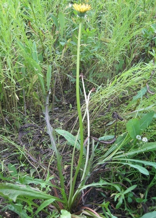 Image of Taraxacum officinale specimen.