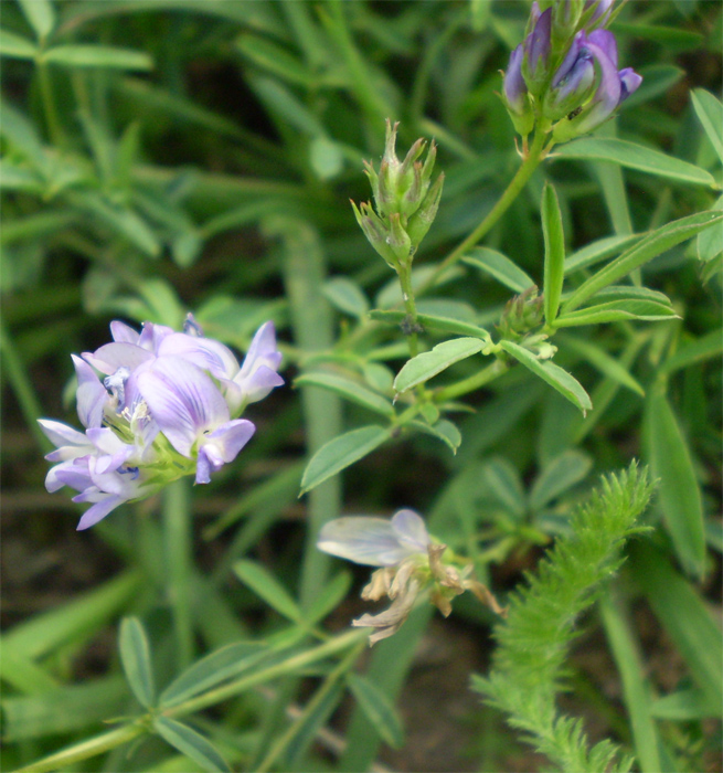 Image of Medicago sativa specimen.