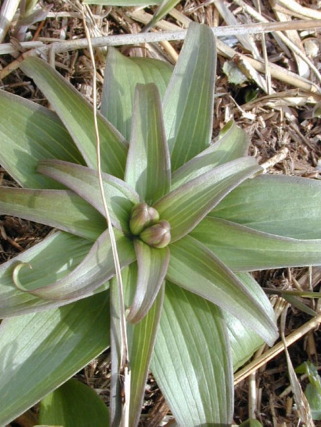 Image of Fritillaria camschatcensis specimen.