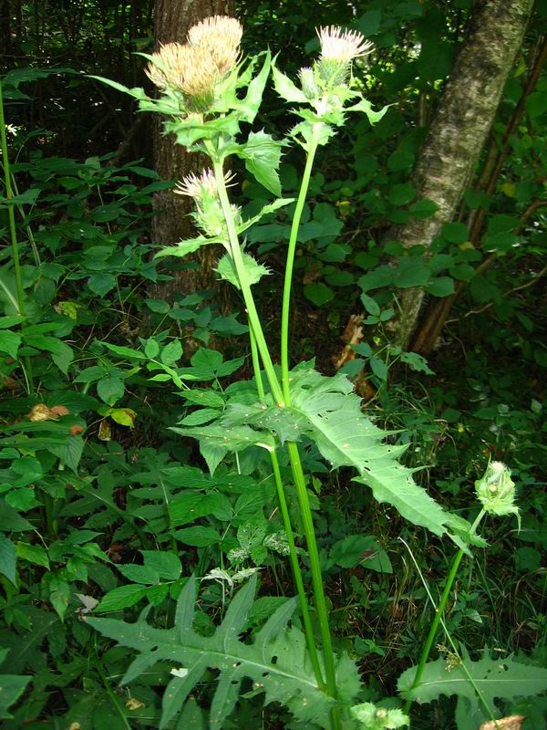 Image of Cirsium oleraceum specimen.