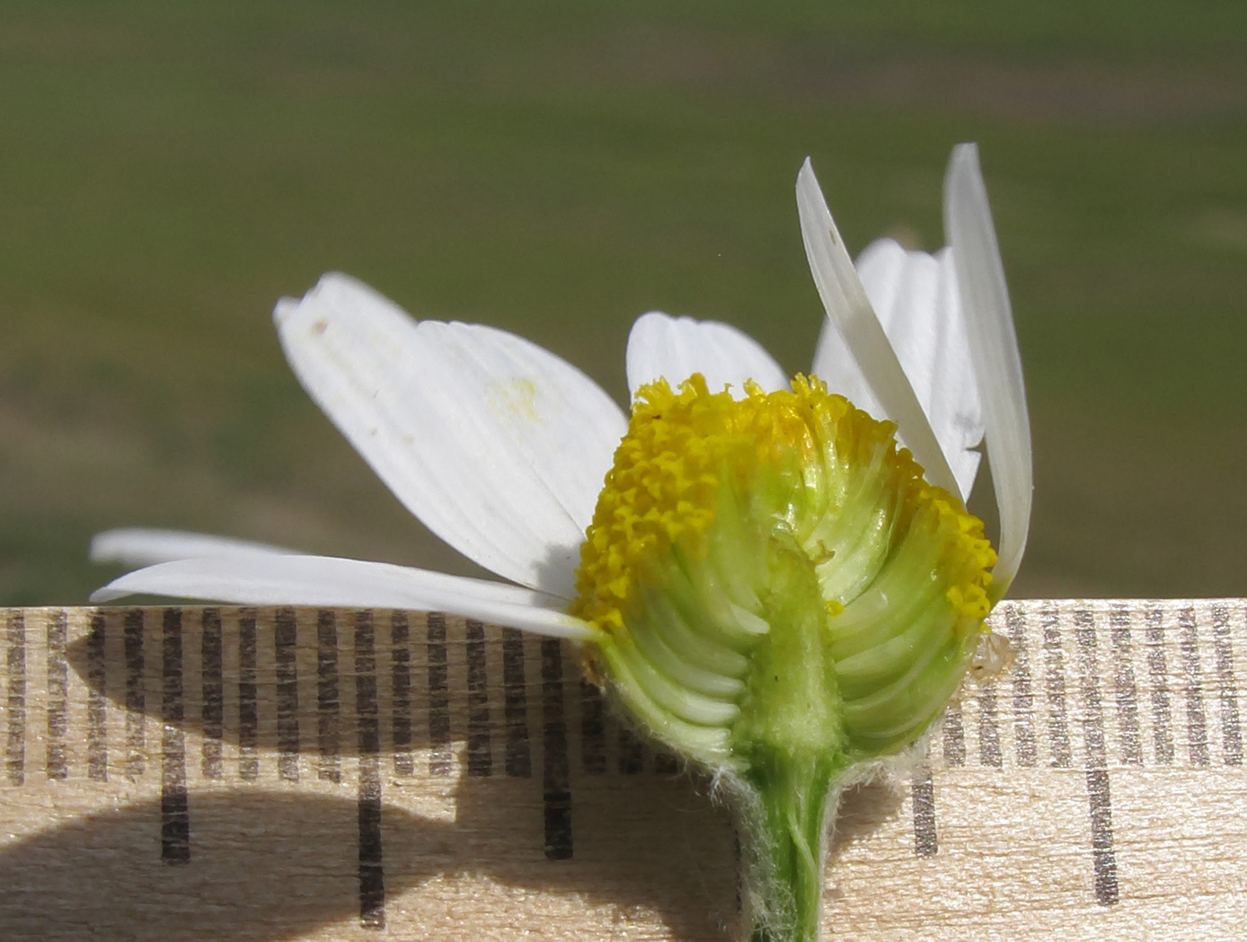 Image of Anthemis ruthenica specimen.