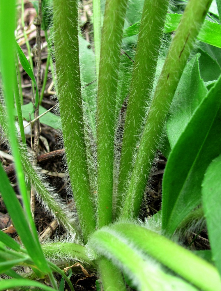 Image of Anemonastrum fasciculatum specimen.