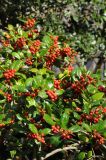 Ilex cornuta