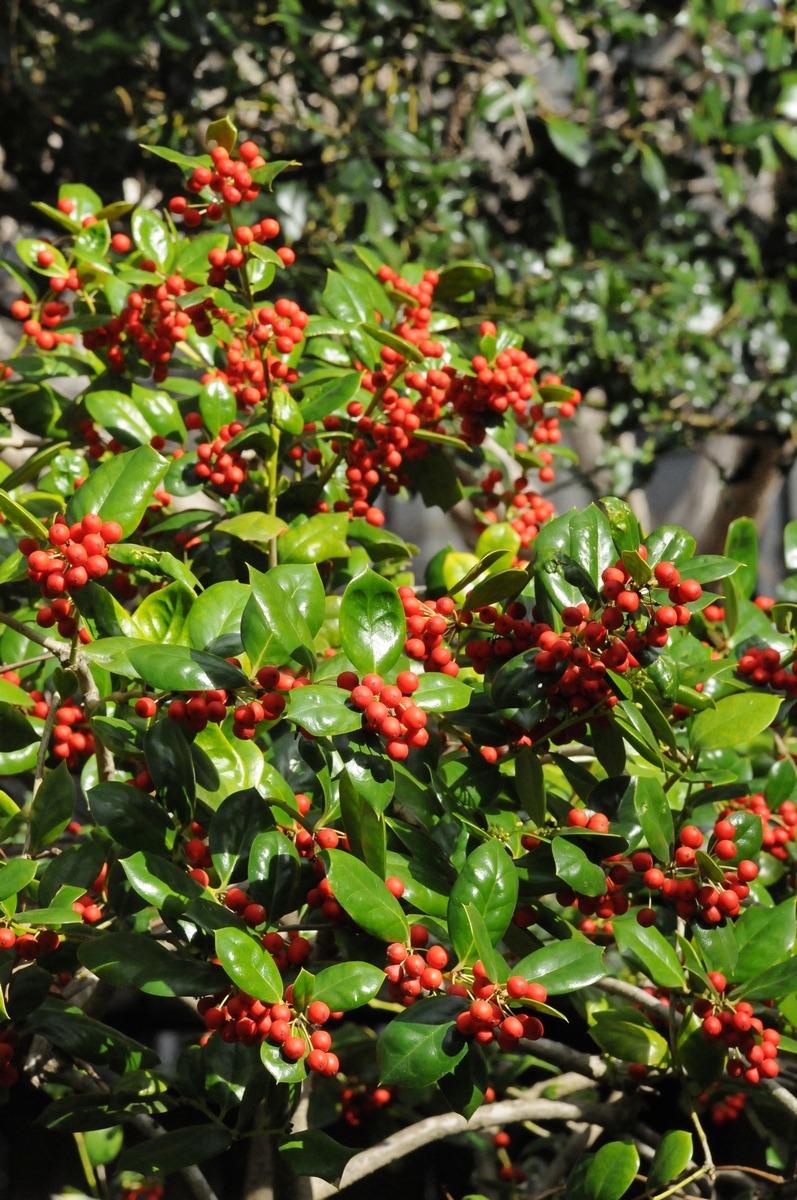 Изображение особи Ilex cornuta.