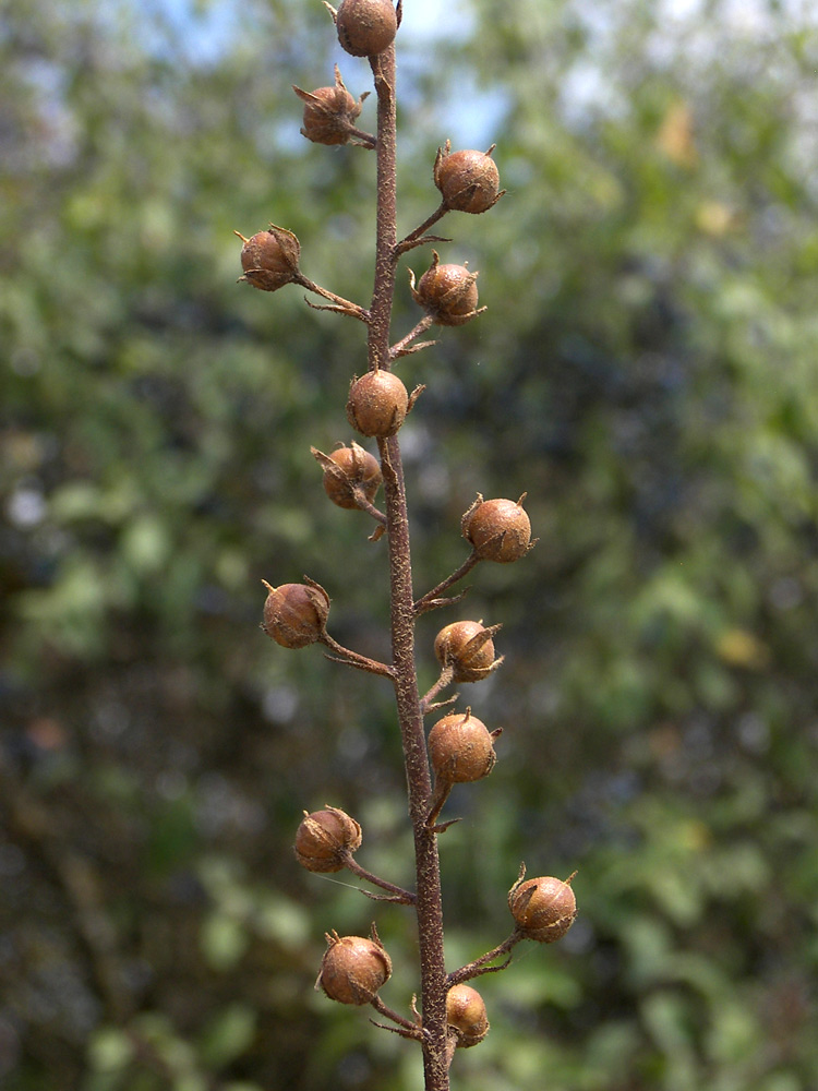 Image of Verbascum blattaria specimen.