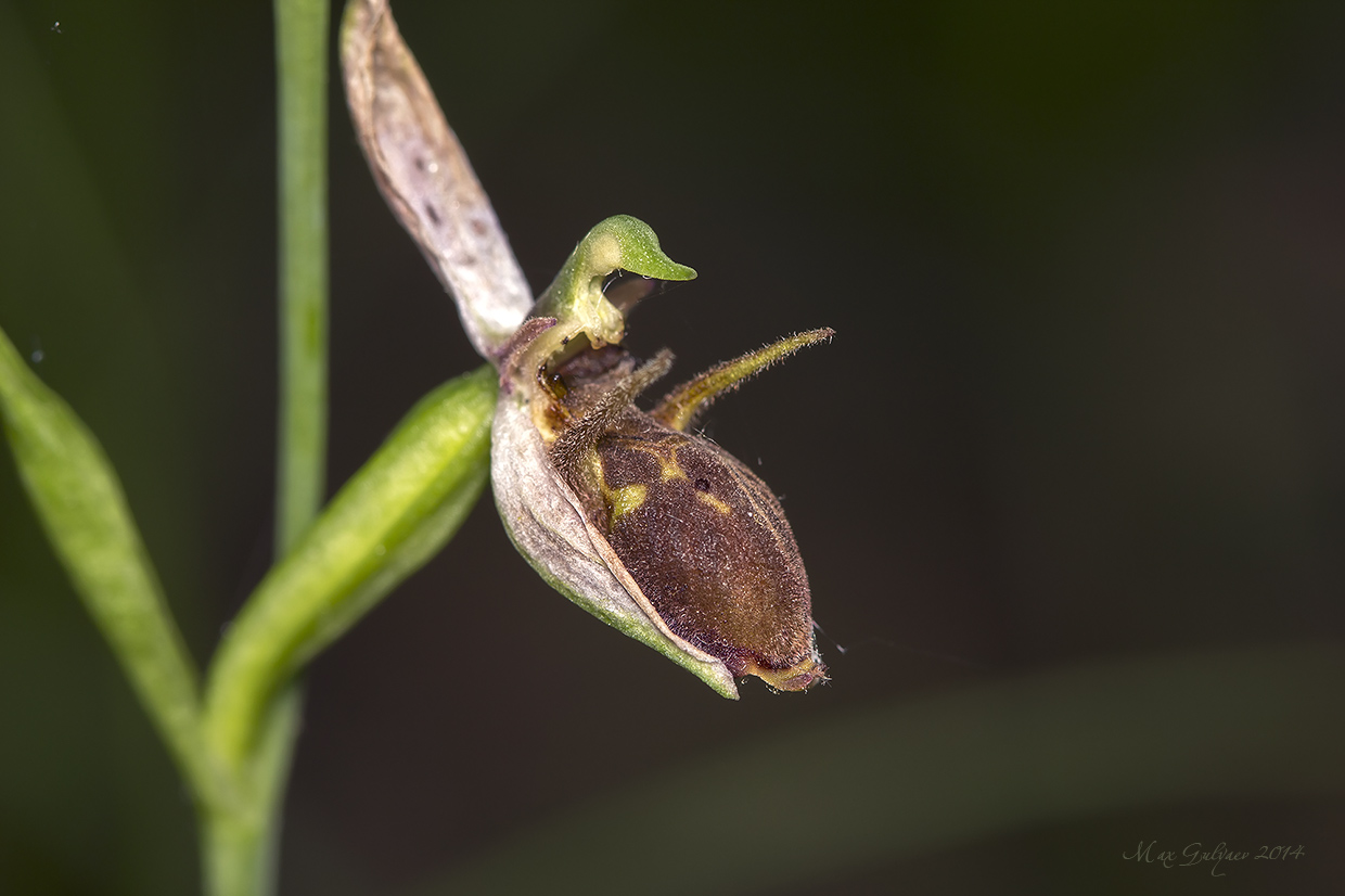 Изображение особи Ophrys oestrifera.