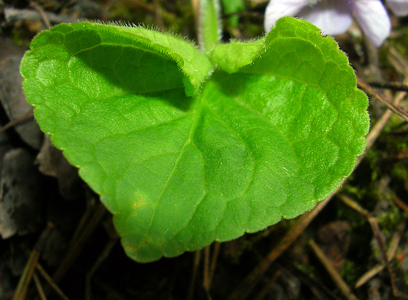 Image of Viola mirabilis specimen.