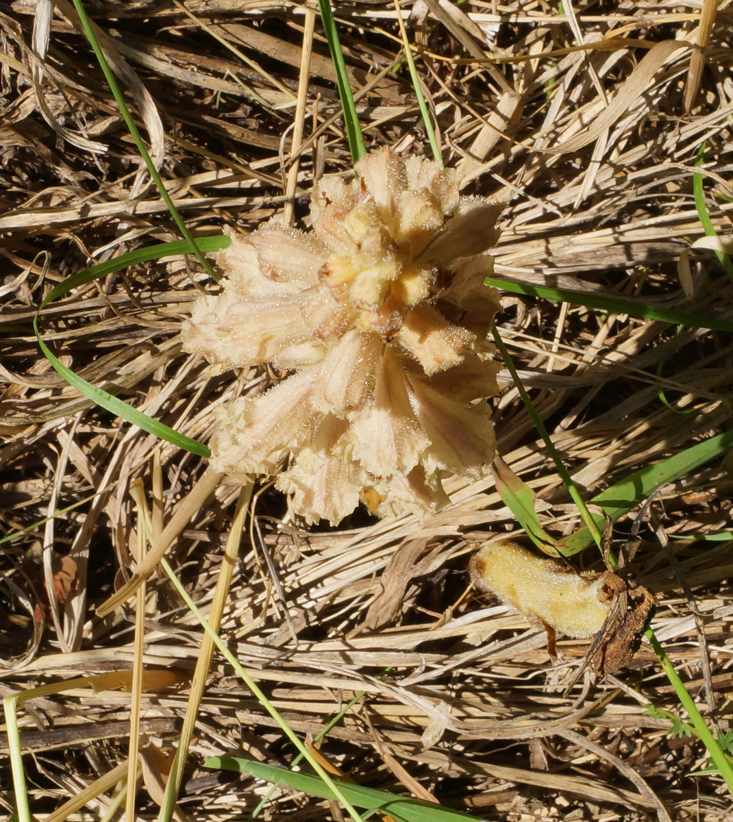 Изображение особи Orobanche centaurina.