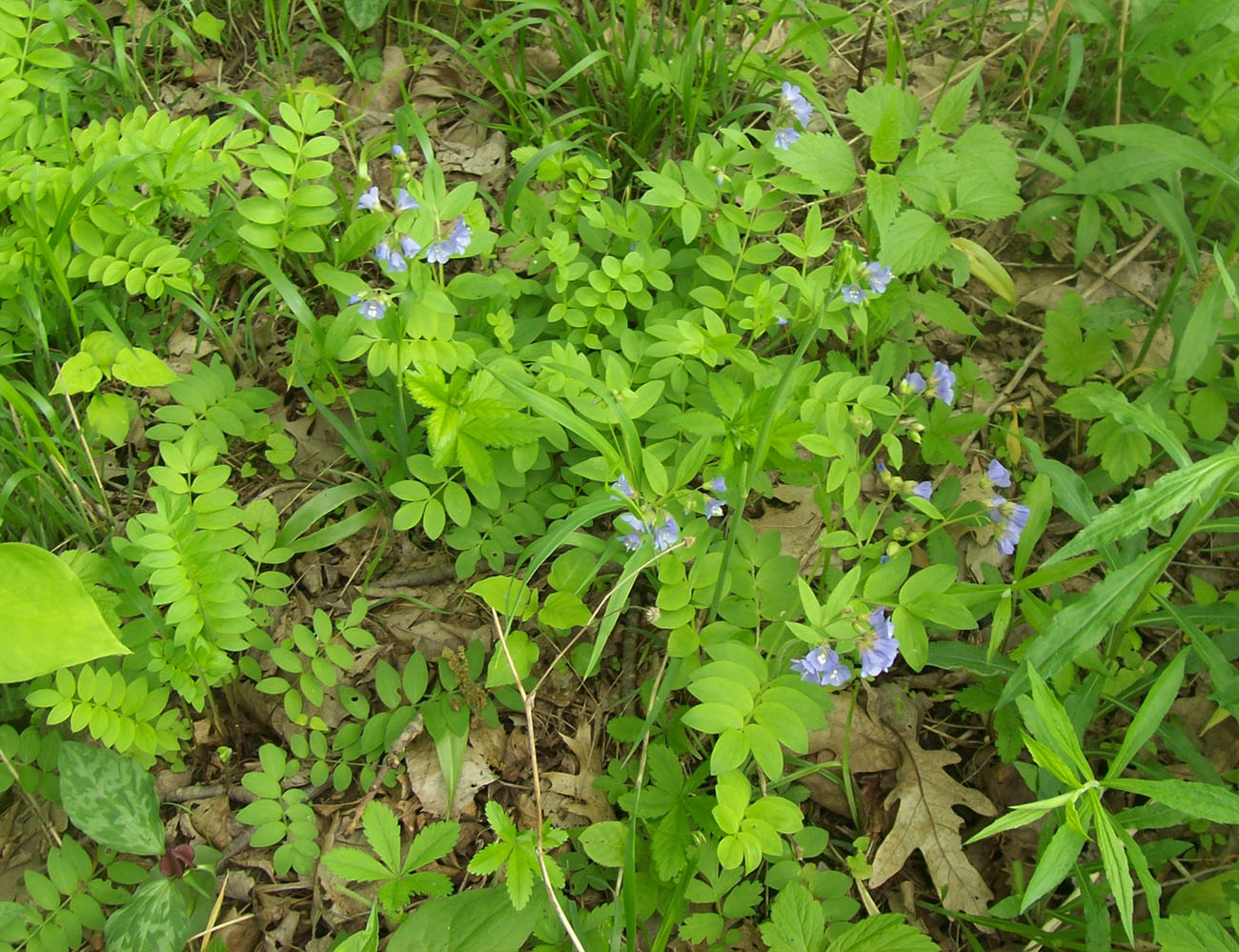 Image of Polemonium reptans specimen.