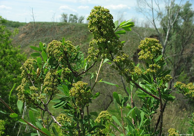 Image of Spiraea hypericifolia specimen.