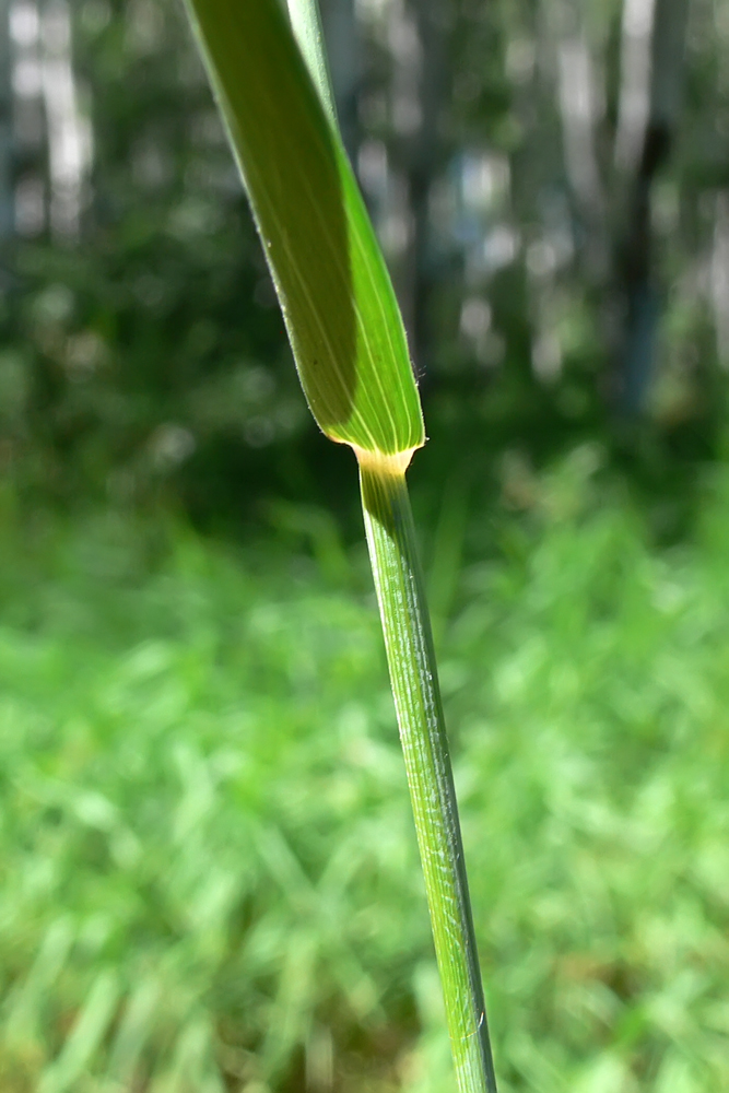 Image of Elytrigia repens specimen.