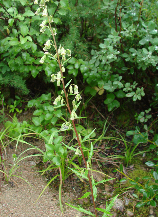 Image of Artemisia integrifolia specimen.